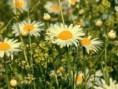 신수아 / XX #프로필