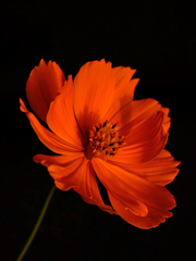 홍연-인연의 실