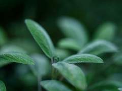 [겸권] 다향上 - 1