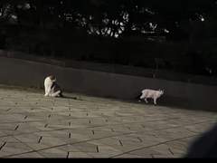 true love의 시작 - 연재 안내