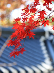 영글어 갈 것들이, 더도 말고 덜도 말기를