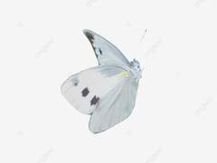 호손요사 논컾 「천국에 갈 자격」