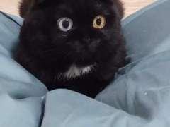 고양이 보고 갈래…?