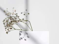 From Beloved Serpent