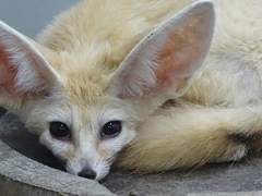 노다가 사막여우가 된 건에 대하여 2