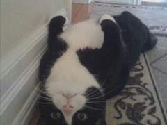 고양이를 부탁해? 부탁해! 01