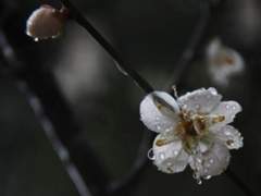 [청명이설] 눈물과 온기