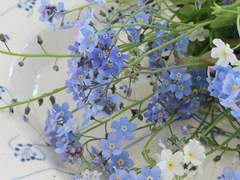 Myosotis 1