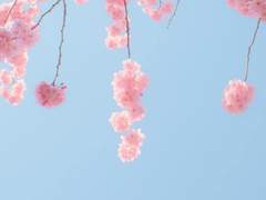 벚나무 가지의 조화