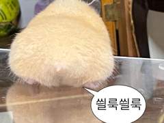 [암어쥑쥑] 10/15 OCT•요리