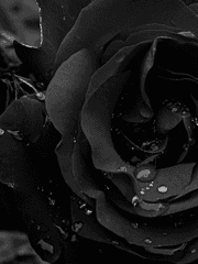 흑장미와 그를 따르는 벌