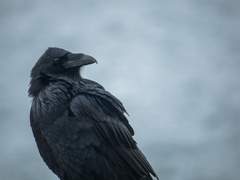 애급인혈<루카와×이쥬인>