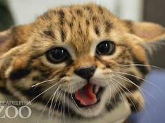 특별 수인 보호 센터의 고양이 ++