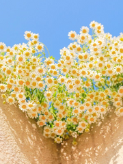 [RJ] 잔뜩 흐린 날에도