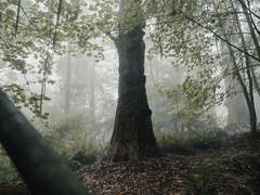 오이디푸스적 클리셰