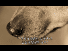 주둥이가 길어 슬픈 짐승이여