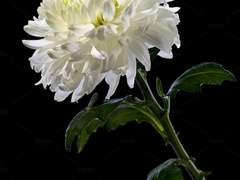 20. 하얀국화 검은국화 라일락