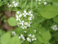 이리오렴, 나의 비 주술사 1화