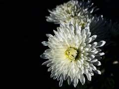 최후의 애도를 어느 요괴에게