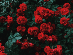 장미가 피는 법