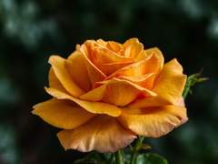 버석거리는 주홍빛 장미,