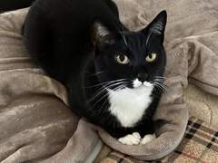 고양이를 부탁해? 부탁해! 02