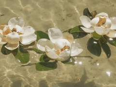 로엘 디아즈 / 6 / 인간