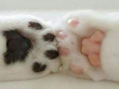 따뜻한 털 뭉치 <미수반>