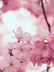 매화 꽃잎이 다 떨어지기전에