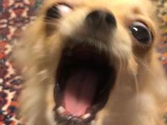 EP.1 뻐킹넛이 한국 센터로 돌아오다!