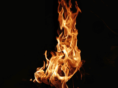 [마르왼] 불사조 열매 한 개.