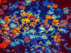 Butterflies in Autumn