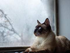 한하온/XY/18/샴 고양이