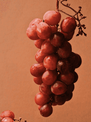 포도