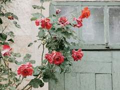 [소을]필연(必然) 20(完)