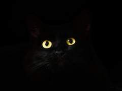 [마마타트] 미친 놈과 고양이의 상관관계