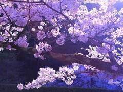 잔월에 비친 찰나의 幻夢