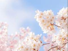 [화산귀환]매화