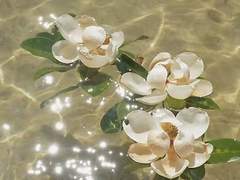 여름은 느려 따분해