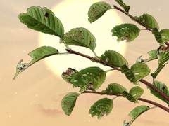 벌레 먹은 나뭇가지와 나뭇잎 브러쉬, PNG (클립스튜디오)