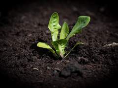 [논cp ㅂ■■] ※ 24아이소 예정. 30권 이후 스포