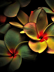 [프리드리히 인문철학총서] 18. 약자를 위한 감성 노트 