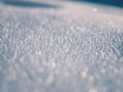 얼음꽃 속 요람의 늑대는