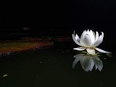 샘과 같이 마르지 않는 연심.