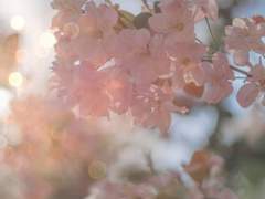 [화산귀환]향 (초 외전)