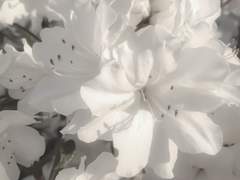 내가 죽으면 바람이 되어줄게