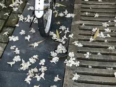 ❶ 靑春의 靑春과 靑春