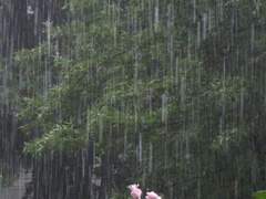 나는 겨울에 있고 너는 여름 그 자리에 그대로 있으니