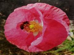 시름은 얼마인지 그대에게 물었더니