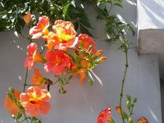 낭만은 바람을 타고